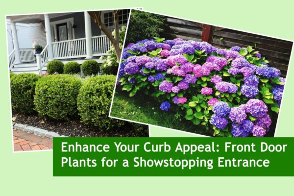 Enhance Your Curb Appeal: Front Door Plants for a Showstopping Entrance