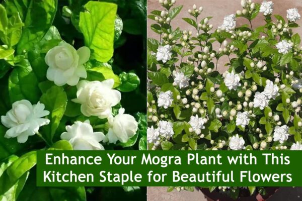 Enhance Your Mogra Plant with This Kitchen Staple for Beautiful Flowers