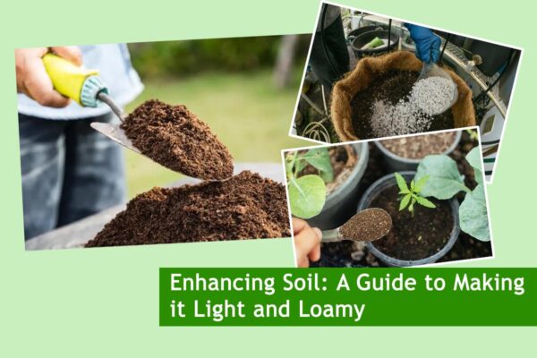 Enhancing Soil: A Guide to Making it Light and Loamy