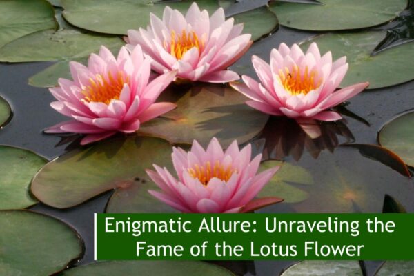 Enigmatic Allure: Unraveling the Fame of the Lotus Flower