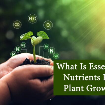 Growth is not Visible in Plants? Follow These Easy Tips | Plants ...