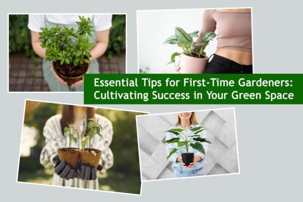 Essential Tips for First-Time Gardeners: Cultivating Success in Your Green Space
