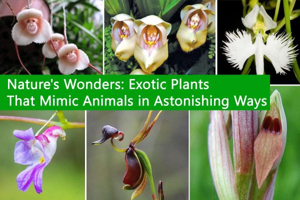 Nature has a way of surprising us with its incredible creativity and diversity. While we often admire the beauty of plants and animals separately, it's genuinely awe-inspiring when the two worlds come together.