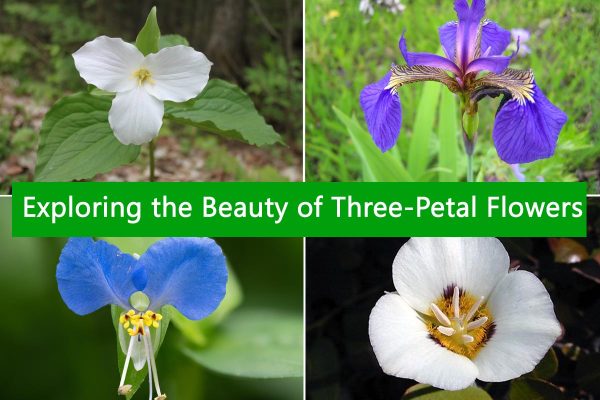 Exploring the Beauty of Three-Petal Flowers