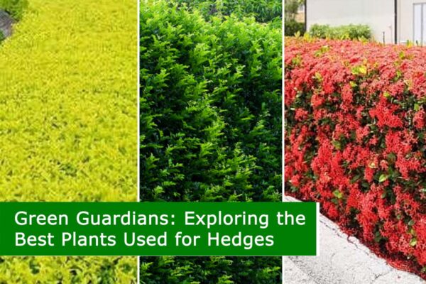 Exploring the Best Plants Used for Hedges