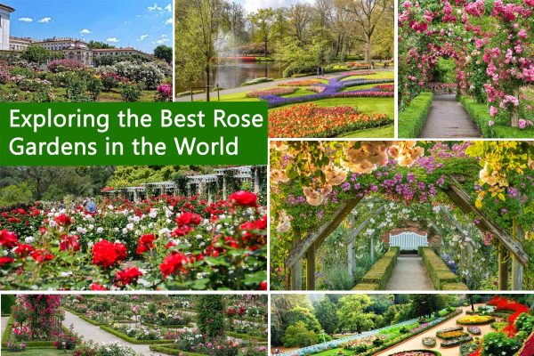 Exploring the Best Rose Gardens in the World