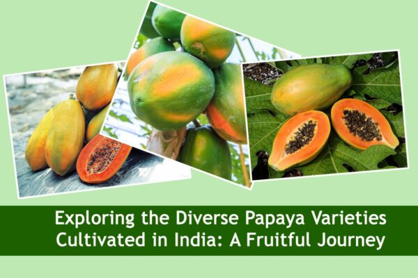 Exploring the Diverse Papaya Varieties Cultivated in India: A Fruitful Journey