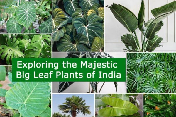 Exploring the Majestic Big Leaf Plants of India