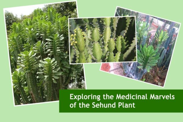 Exploring the Medicinal Marvels of the Sehund Plant