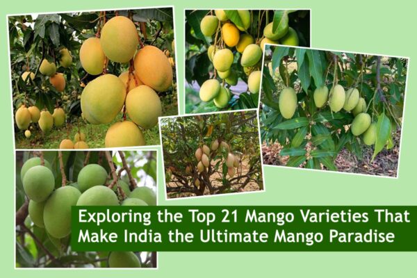 Exploring the Top 21 Mango Varieties That Make India the Ultimate Mango Paradise