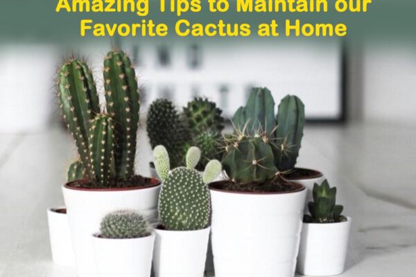 Amazing tips to maintain our favorite cactus at home