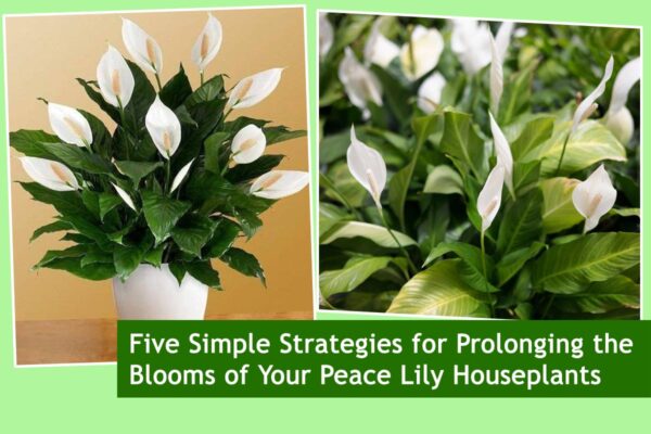 Five Simple Strategies for Prolonging the Blooms of Your Peace Lily Houseplants