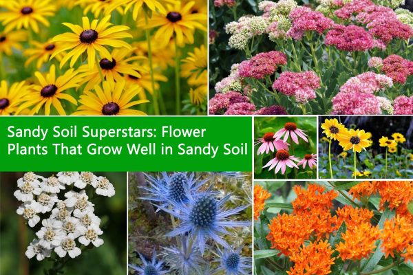 Sandy Soil Superstars: Flower Plants That Grow Well in Sandy Soil