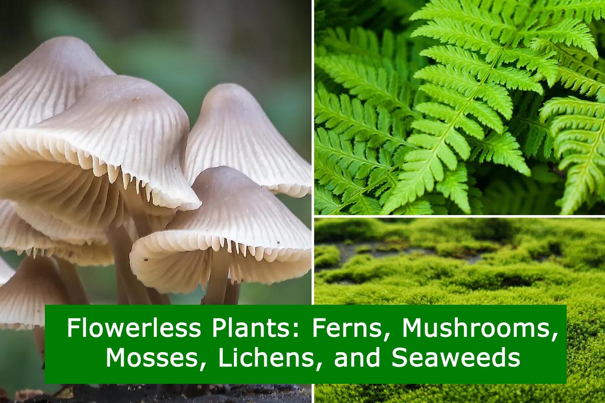 Flowerless Plants Ferns Mushrooms