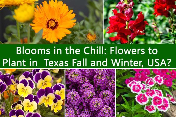 Blooms in the Chill: Flowers to Plant in Texas Fall and Winter, USA?