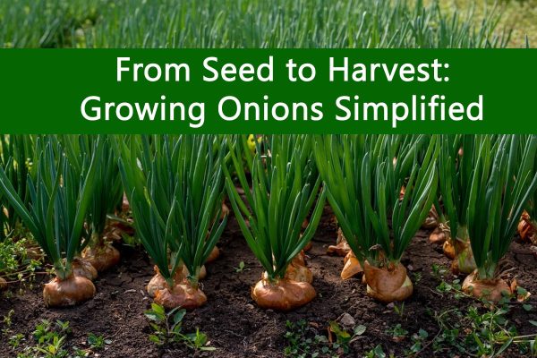 From Seed to Harvest: Growing Onions Simplified