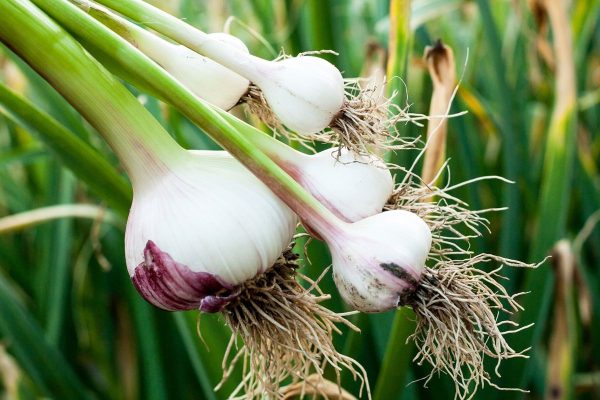 Garlic plant information
