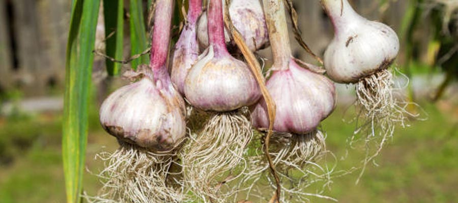 Garlic Impressive Plants That Repel Ants