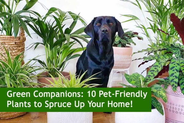 Green Companions: 10 Pet-Friendly Plants to Spruce Up Your Home!