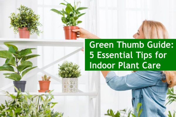 Green Thumb Guide: 5 Essential Tips for Indoor Plant Care