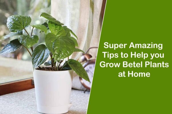 Super Amazing Tips to Help you Grow Betel Plants at Home
