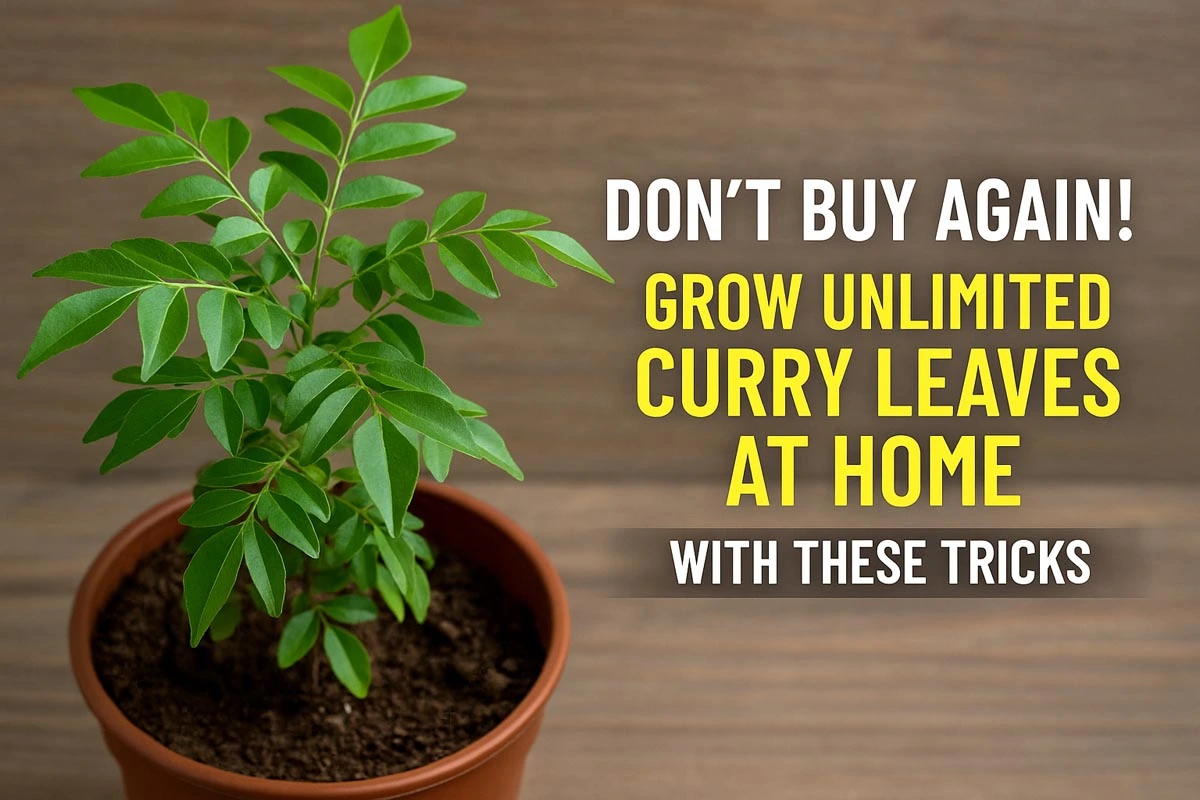 Grow Curry Leaves at Home