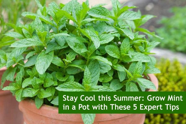 Follow these tips to grow plants from Leaves | Plants Information