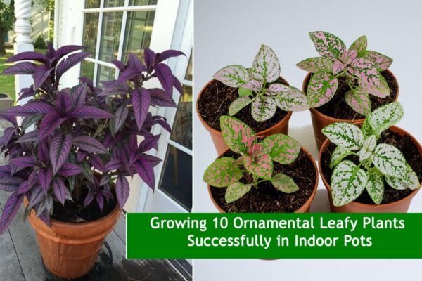 Growing 10 Ornamental Leafy Plants Successfully in Indoor Pots