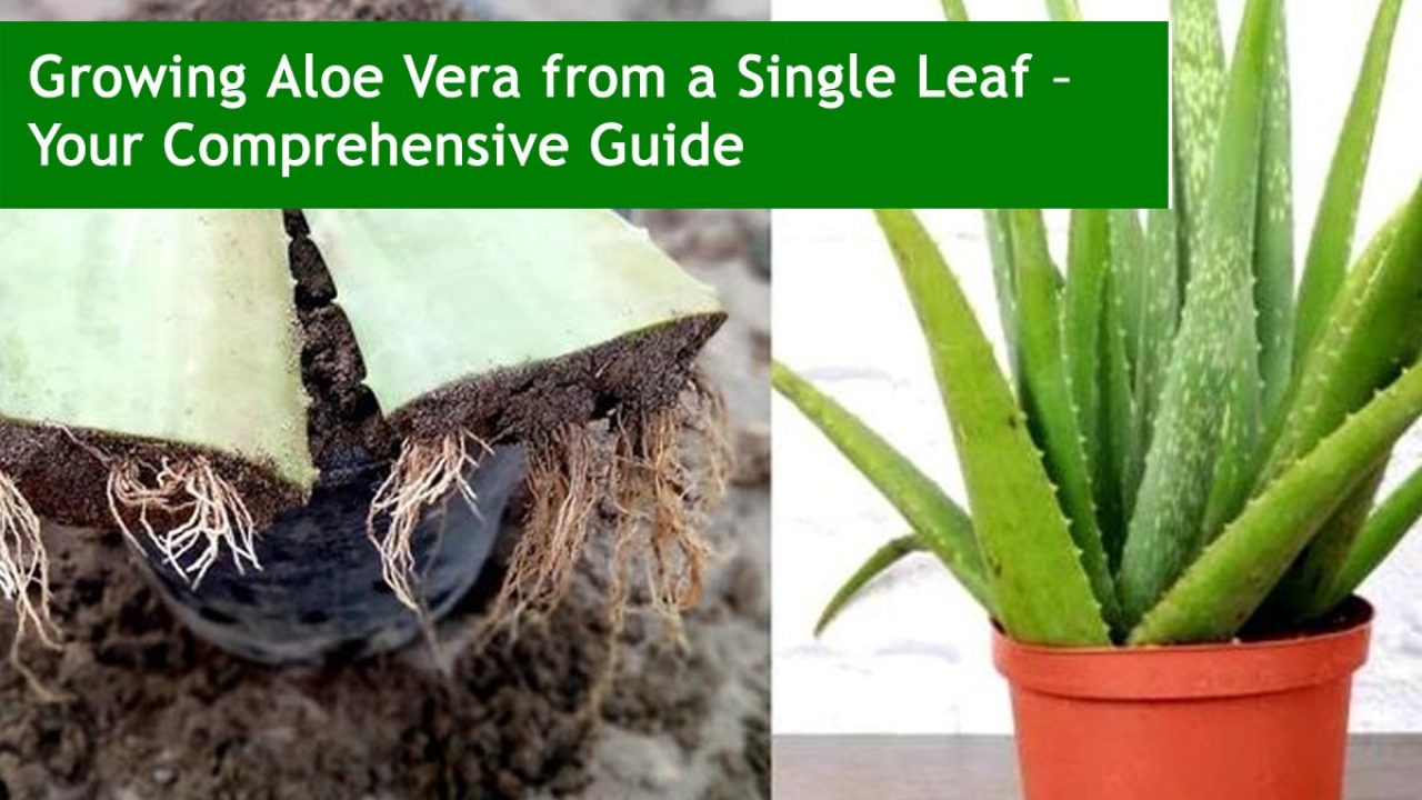 Growing Aloe Vera from a Single Leaf – Your Comprehensive Guide