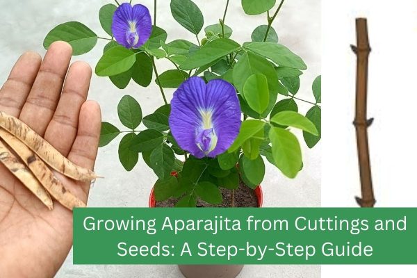 Growing Aparajita from Cuttings and Seeds