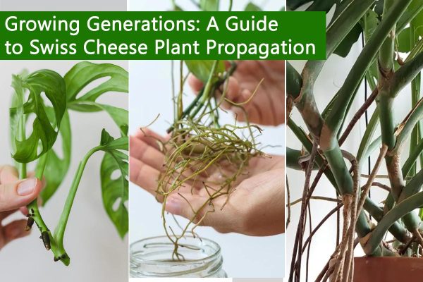 Growing Generations: A Guide to Swiss Cheese Plant Propagation