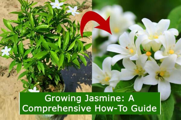 Growing Jasmine: A Comprehensive How-To Guide