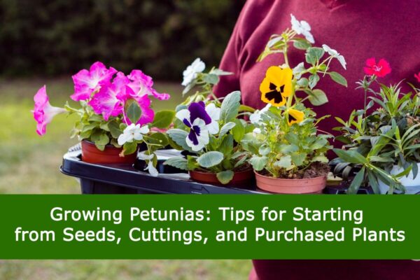 Growing Petunias: Tips for Starting from Seeds, Cuttings, and Purchased Plants