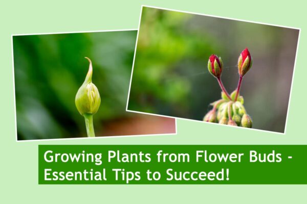 Growing Plants from Flower Buds - Essential Tips to Succeed!