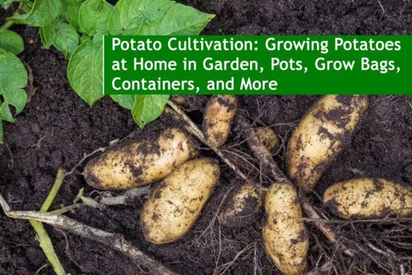 Potato Cultivation: Growing Potatoes at Home in Garden, Pots, Grow Bags, Containers, and More