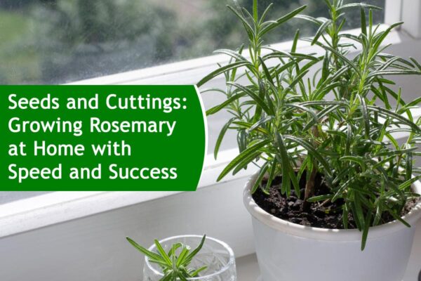 Seeds and Cuttings: Growing Rosemary at Home with Speed and Success