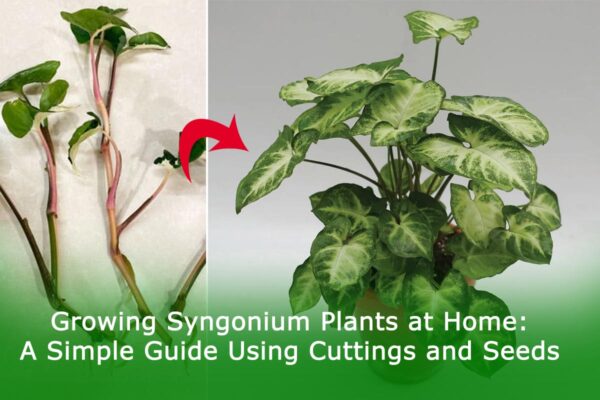 Growing Syngonium Plants at Home: A Simple Guide Using Cuttings and Seeds