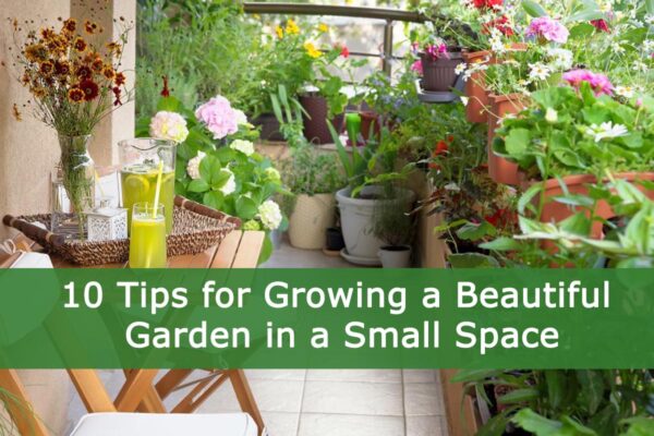 10 Tips for Growing a Beautiful Garden in a Small Space