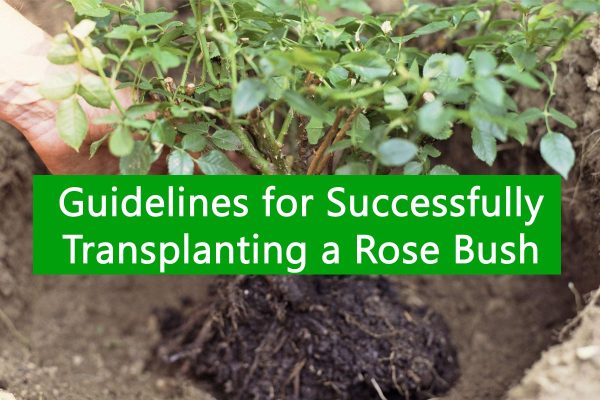 Guidelines for Successfully Transplanting a Rose Bush