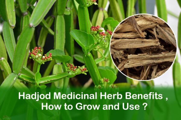 Hadjod medicinal herb benefits , How to grow and use