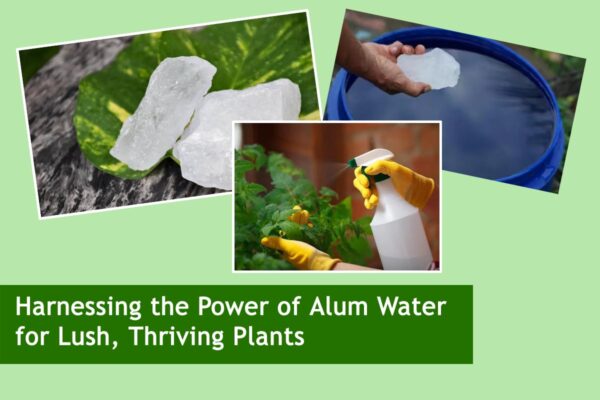 Harnessing the Power of Alum Water for Lush, Thriving Plants