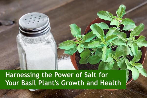 Harnessing the Power of Salt for Your Basil Plant's Growth and Health