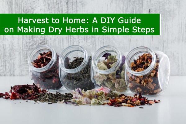 Harvest to Home: A DIY Guide on Making Dry Herbs in Simple Steps