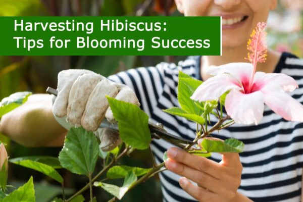 Harvesting Hibiscus: Tips for Blooming Success