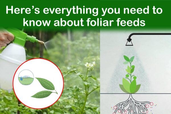 Here’s everything you need to know about foliar feeds