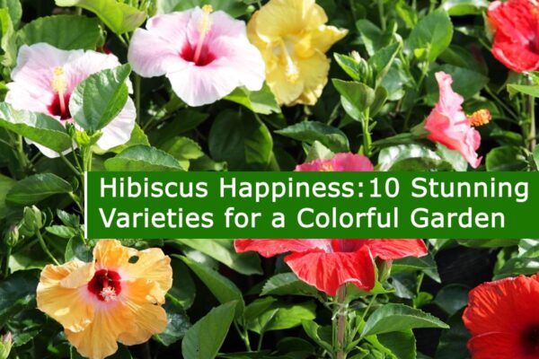 Hibiscus Happiness: 10 Stunning Varieties for a Colorful Garden