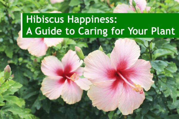 Hibiscus Happiness: A Guide to Caring for Your Plant