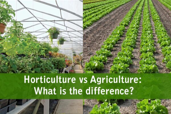 Horticulture vs Agriculture