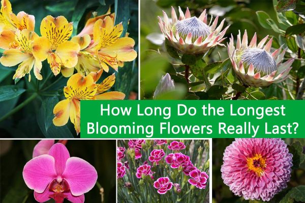 How Long Do the Longest Blooming Flowers Really Last?