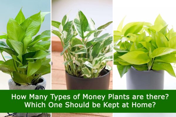 How Many Types of Money Plants are there? Which One Should be Kept at Home?